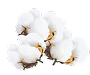 Cotton